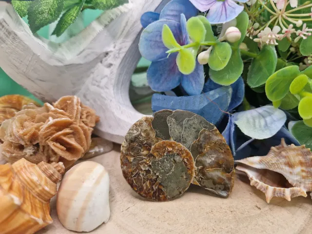 La Fenice Indaco Ammonite Naturale Levigata Fossile