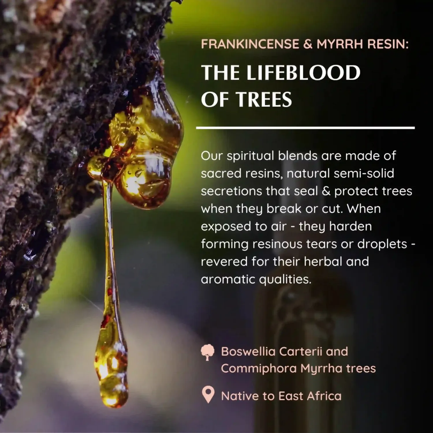 Aromafume Frankincense Myrrh White Sage kit 2 spray
