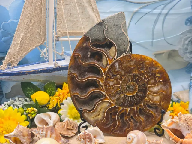 La Fenice Indaco Ammonite grande naturale levigata fossile